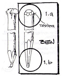 estacas